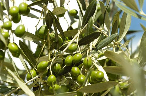 Italia Toskana - Torre del Lago Puccini visuel 10/10 Italia Toskana - Torre del Lago Puccini visuel 10/10