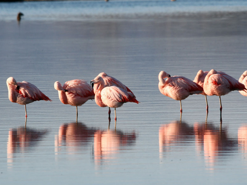 La Bergerie Plage Provence-Alpes-Côte d'Azur - Hyères visuel 3/7 La Bergerie Plage Provence-Alpes-Côte d'Azur - Hyères visuel 3/7
