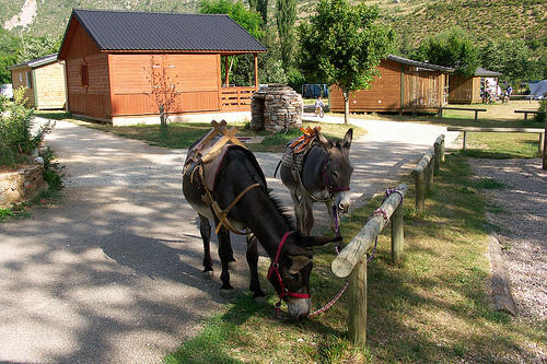 La Cascade Languedoc-Roussillon - Meyrueis visuel 3/7 La Cascade Languedoc-Roussillon - Meyrueis visuel 3/7