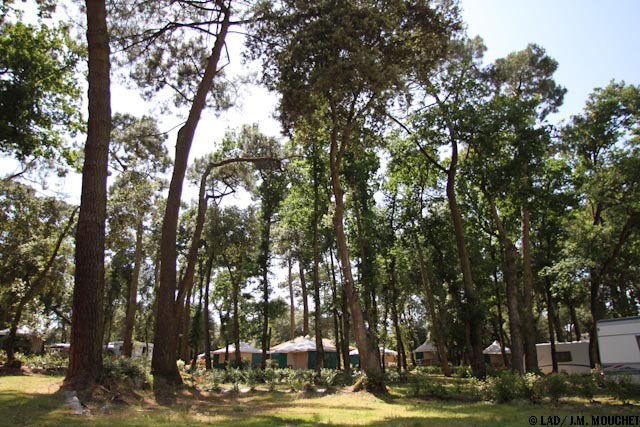 La Courance Das Loire-Gebiet - Saint-Brévin-les-Pins visuel 19/34