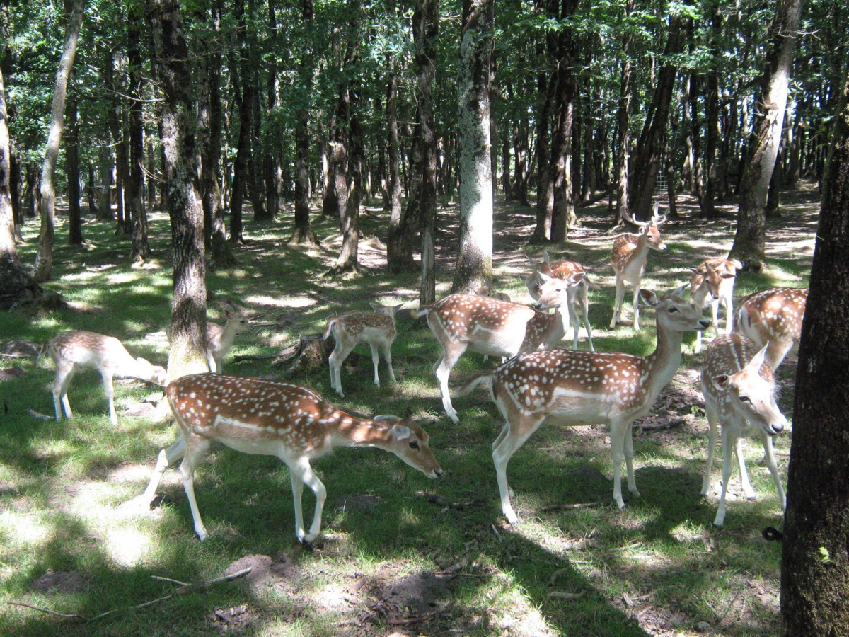 La Forêt Das Loire-Gebiet - Aizenay visuel 3/3