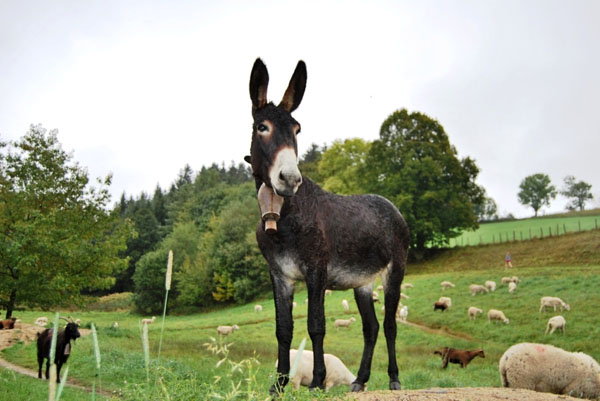 La Fressange Auvergne - Saint-Didier-en-Velay visuel 6/12 La Fressange Auvergne - Saint-Didier-en-Velay visuel 6/12