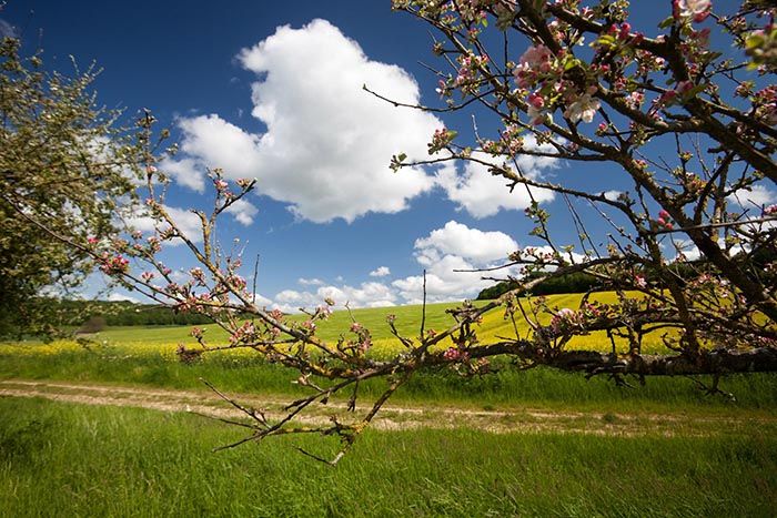 La Fromentelle Champagner-Ardennen - Dosches visuel 1/1 La Fromentelle Champagner-Ardennen - Dosches visuel 1/1