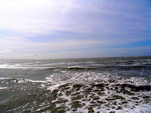 La Mouette Cendrée Das Loire-Gebiet - Saint-Vincent-sur-Jard visuel 6/8
