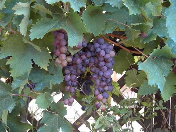 La Rivière Fleurie Aquitanien - Saint-Antoine-de-Breuilh visuel 9/11 La Rivière Fleurie Aquitanien - Saint-Antoine-de-Breuilh visuel 9/11