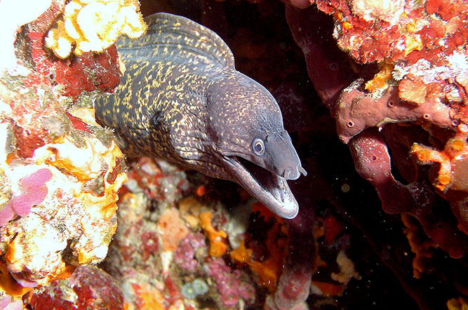 la Tour Fondue Provence-Alpes-Côte d'Azur - Hyères visuel 10/11 la Tour Fondue Provence-Alpes-Côte d'Azur - Hyères visuel 10/11