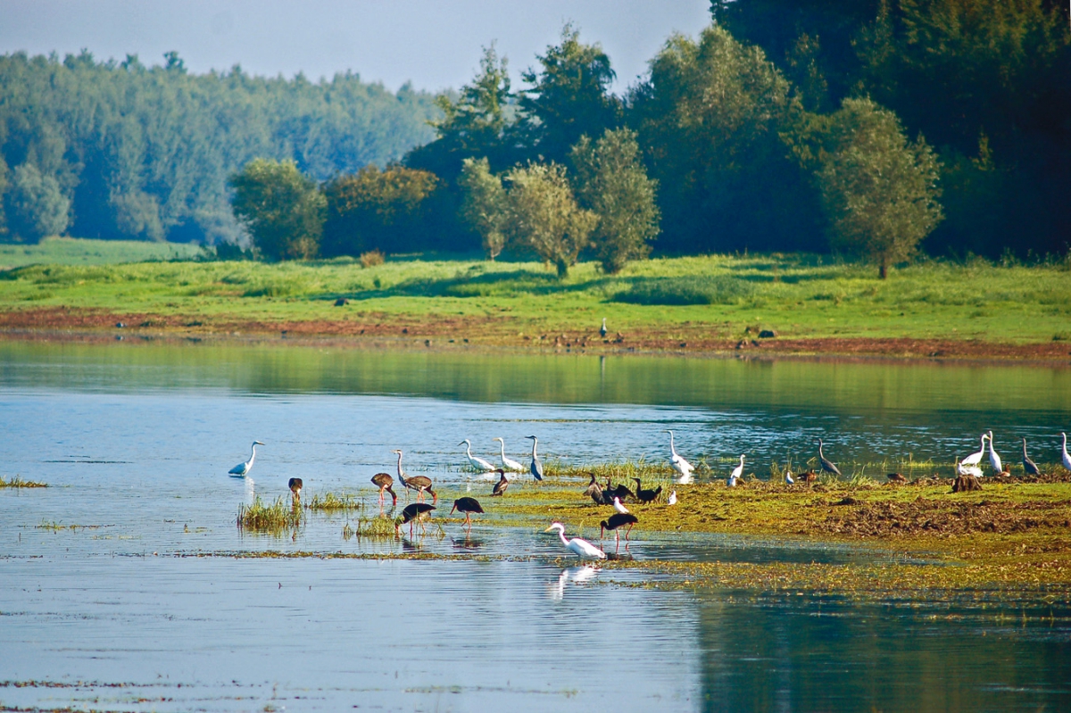 Lac d'Orient Champagner-Ardennen - Mesnil-Saint-Père visuel 15/15 Lac d'Orient Champagner-Ardennen - Mesnil-Saint-Père visuel 15/15