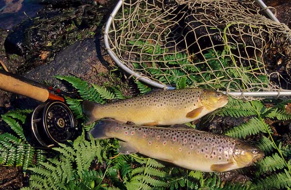 Langlade Auvergne - Céaux-d'Allègre visuel 1/1 Langlade Auvergne - Céaux-d'Allègre visuel 1/1