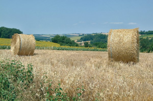 Le Camp de Florence Midi-Pyrénées - La Romieu visuel 4/10