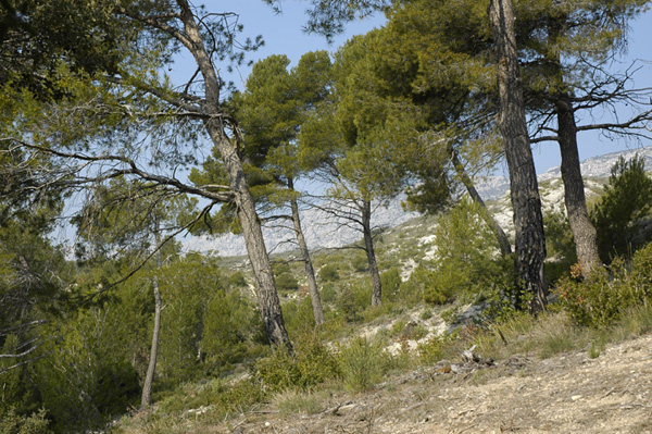 Camping de Puyloubier Provence-Alpes-Côte d'Azur - Puyloubier visuel 5/6