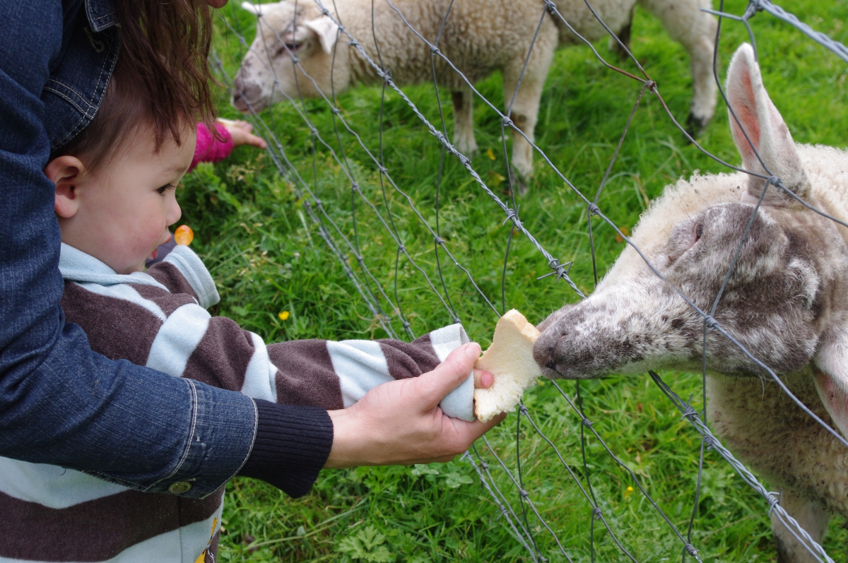 le Clos Cacheleux Picardie - Miannay visuel 3/10 le Clos Cacheleux Picardie - Miannay visuel 3/10