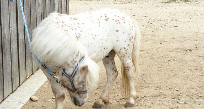 Le Mas Llinas Languedoc-Roussillon - Le Boulou visuel 9/10