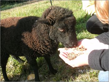 Le Mouliat Aquitanien - Moncrabeau visuel 8/10
