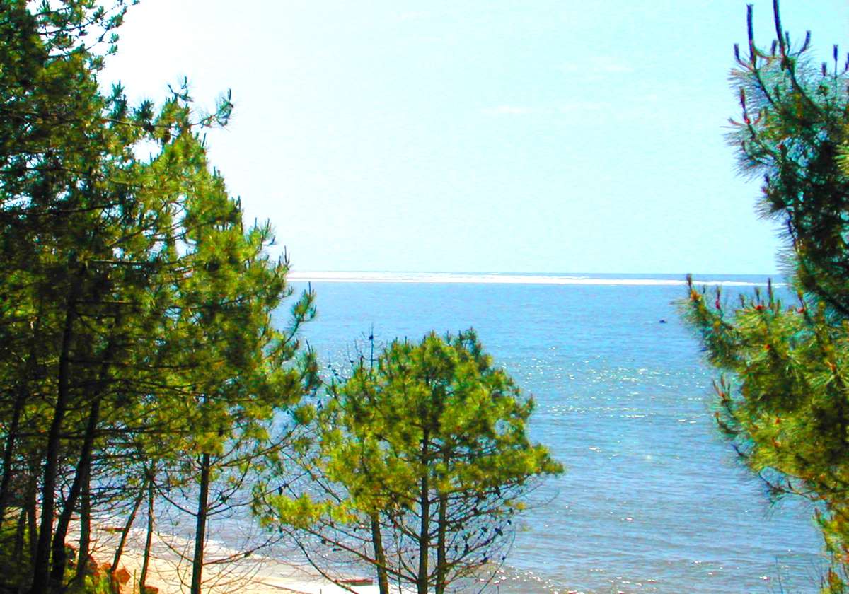 Le Roumingue Aquitanien - Lanton visuel 2/10