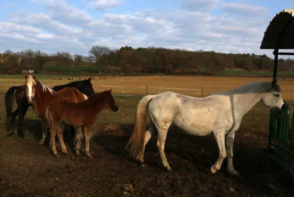 Les Coccinelles Provence-Alpes-Côte d'Azur - Lurs visuel 2/4 Les Coccinelles Provence-Alpes-Côte d'Azur - Lurs visuel 2/4