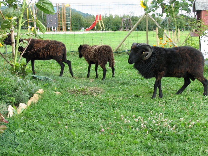 Les Hirondelles Champagner-Ardennen - BOURG STE MARIE visuel 5/7 Les Hirondelles Champagner-Ardennen - BOURG STE MARIE visuel 5/7
