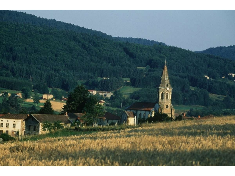 Les Narcisses Auvergne - Saint-Clément-de-Valorgue visuel 2/5