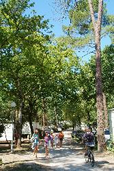 Les Pins de la Coubre Poitou-Charentes - Les Mathes-La Palmyre visuel 4/4 Les Pins de la Coubre Poitou-Charentes - Les Mathes-La Palmyre visuel 4/4