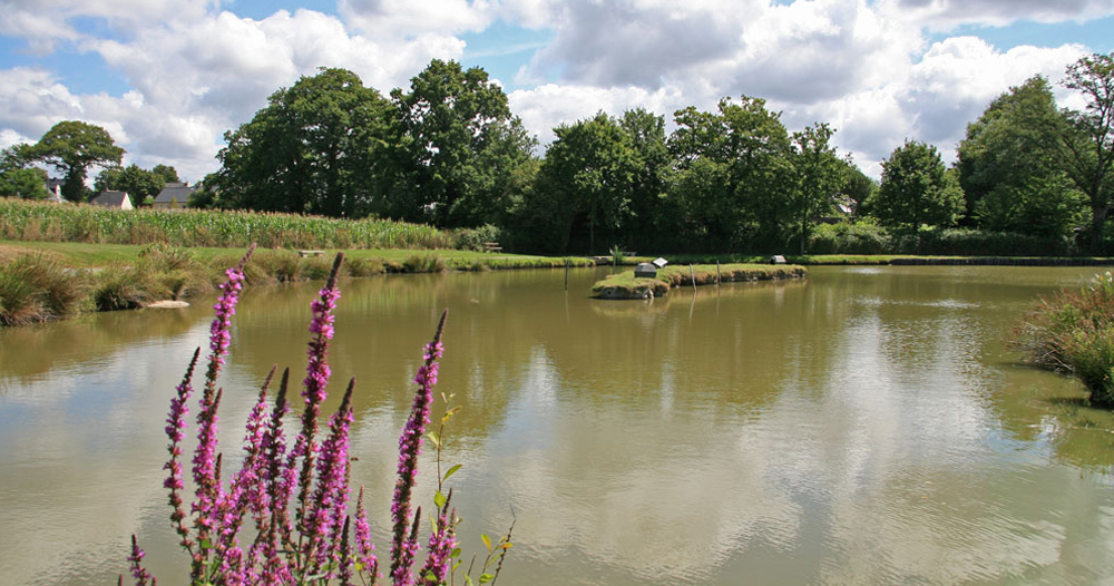 Les Prairies de L'Etang Das Loire-Gebiet - Assérac visuel 3/9