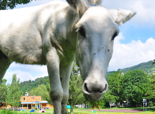 Les Vernières Auvergne - La Bourboule visuel 6/7 Les Vernières Auvergne - La Bourboule visuel 6/7