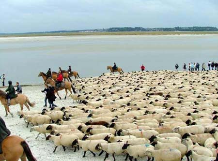 Les Vertes Feuilles Picardie - Quend visuel 8/11
