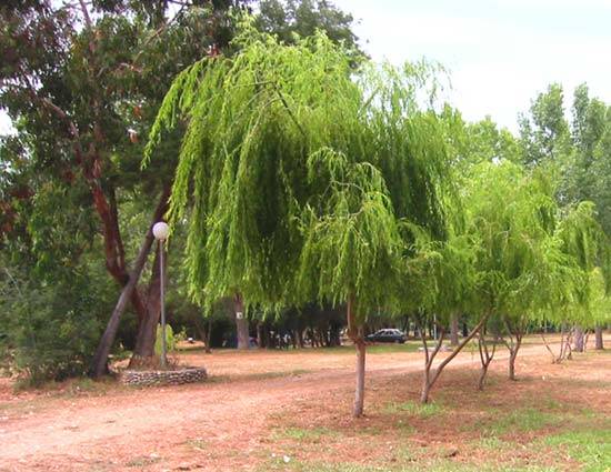 L'Esperanza Korsika - Lucciana visuel 1/1