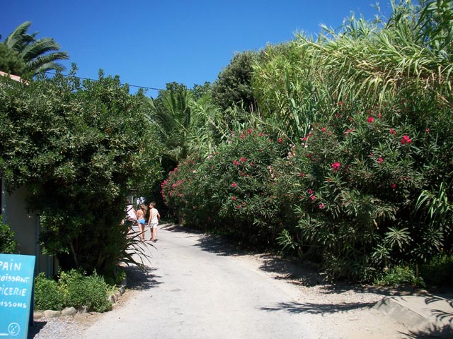 L'Ile d'Or Provence-Alpes-Côte d'Azur - Hyères visuel 16/32 L'Ile d'Or Provence-Alpes-Côte d'Azur - Hyères visuel 16/32