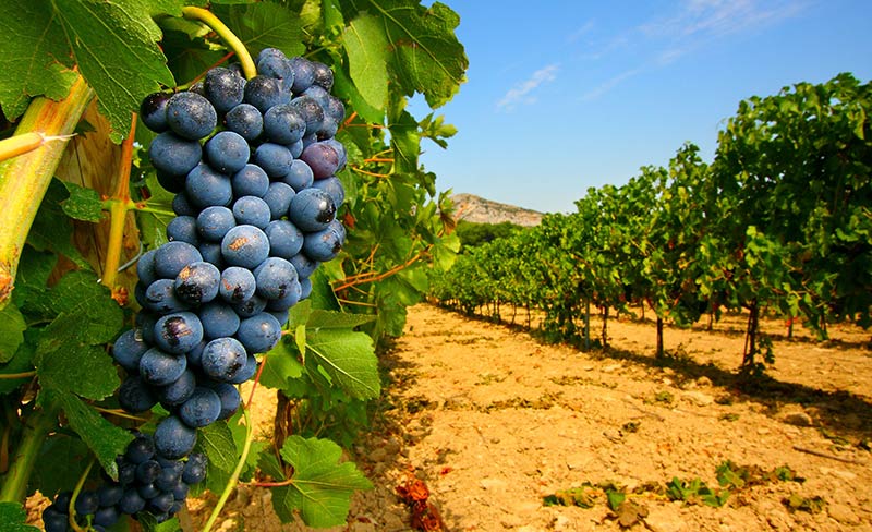 Soleil d'Oc Languedoc-Roussillon - Narbonne-Plage visuel 11/20 Soleil d'Oc Languedoc-Roussillon - Narbonne-Plage visuel 11/20