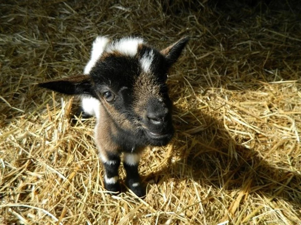 Bel-air Aquitanien - Sadirac visuel 3/5