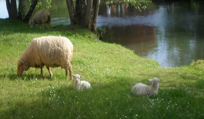 de Civray Poitou-Charentes - Civray visuel 2/3 de Civray Poitou-Charentes - Civray visuel 2/3