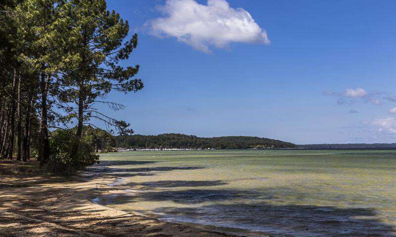 L'Arbre d'Or Aquitanien - Parentis-en-Born visuel 4/5