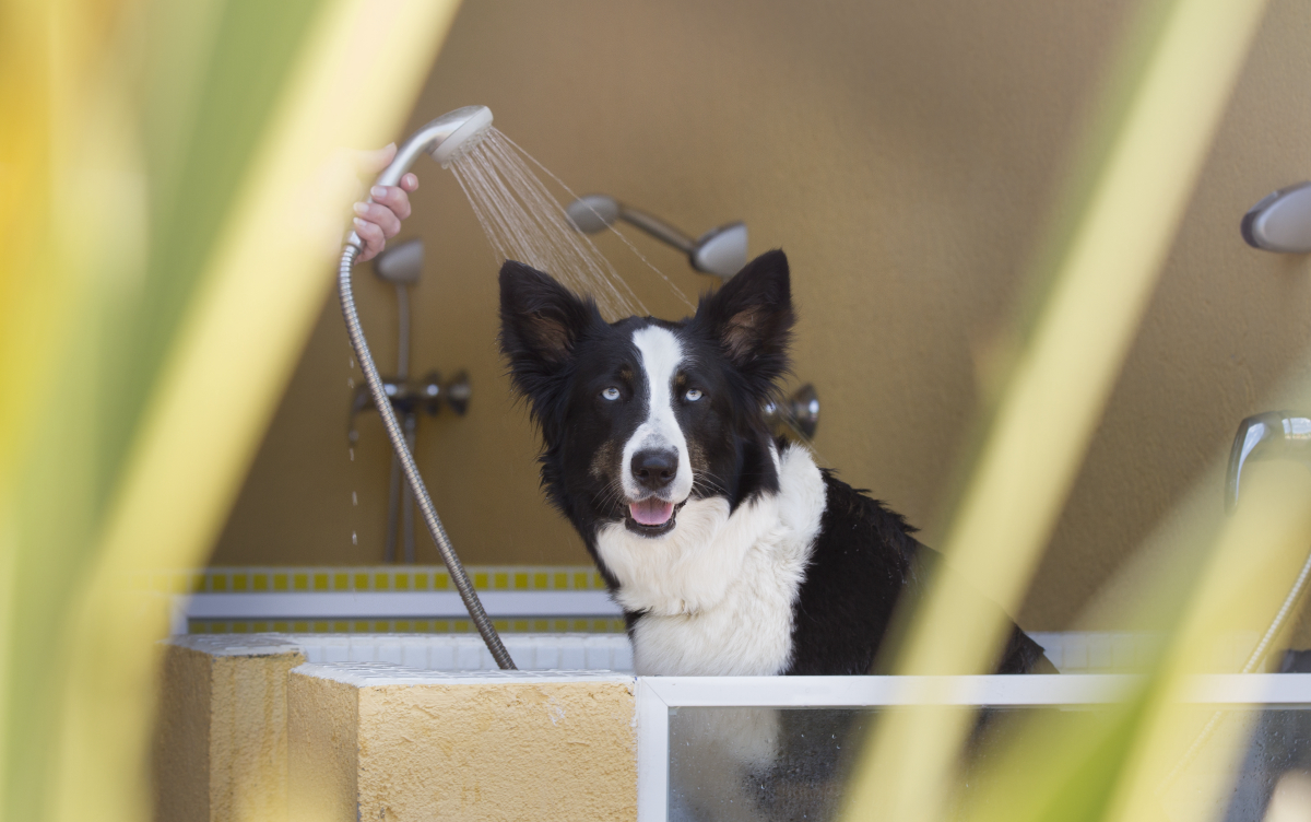 La Ballena Alegre Costa Brava - Sant Pere Pescador visuel 33/45 La Ballena Alegre Costa Brava - Sant Pere Pescador visuel 33/45