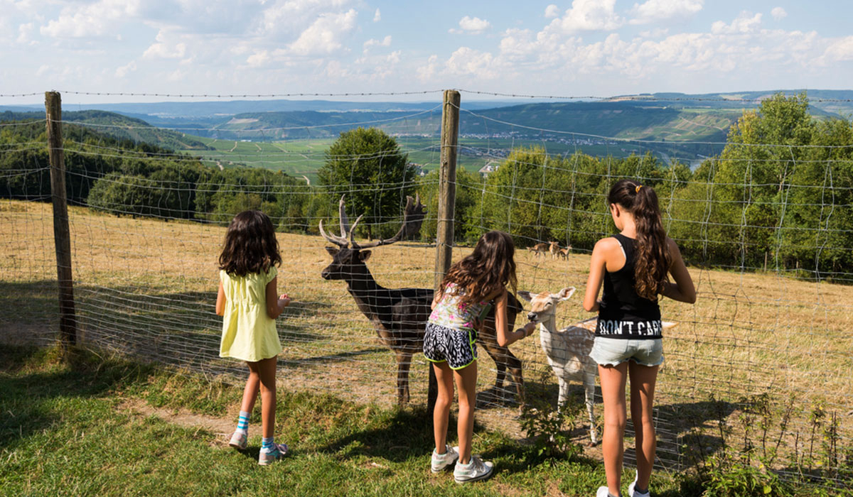 Landal Sonnenberg Rheinland-Pfalz - Leiwen visuel 3/3