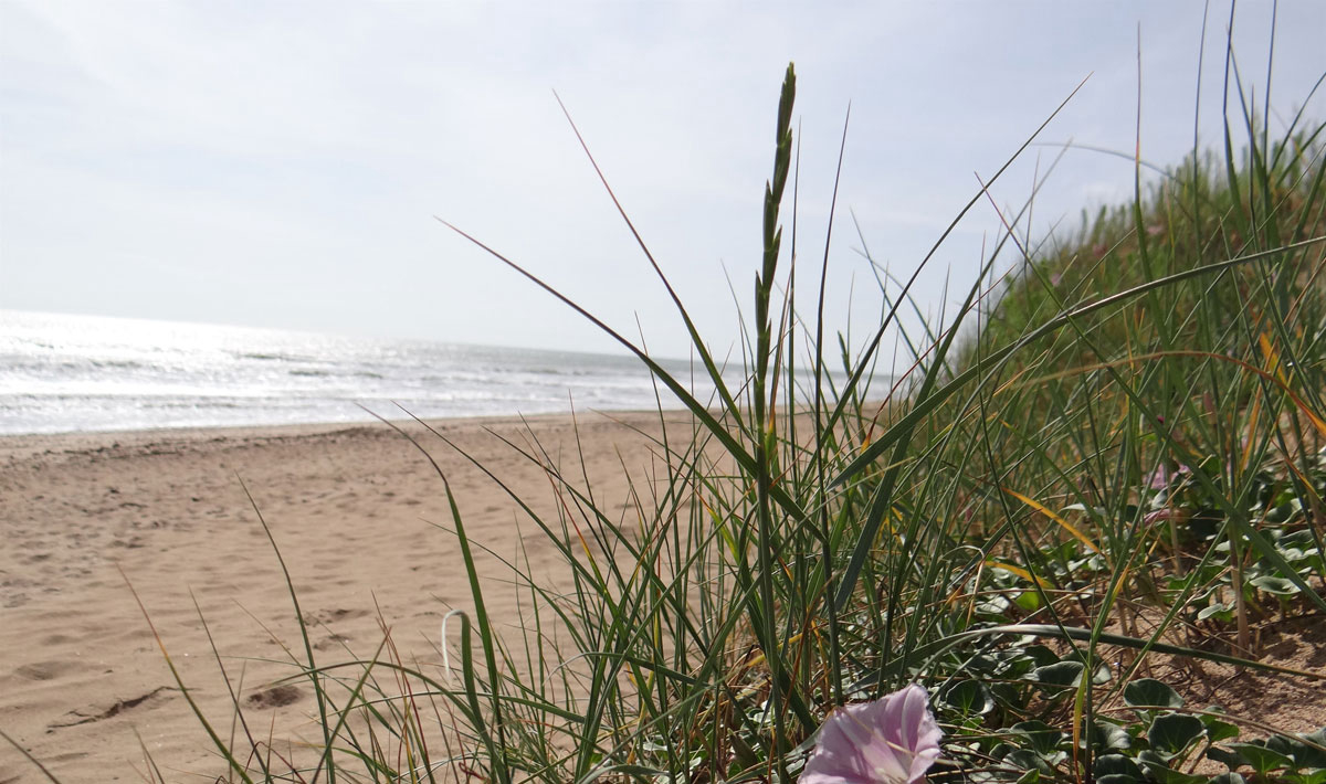 Le Bois Verdon Das Loire-Gebiet - Saint-Jean-de-Monts visuel 20/20 Le Bois Verdon Das Loire-Gebiet - Saint-Jean-de-Monts visuel 20/20