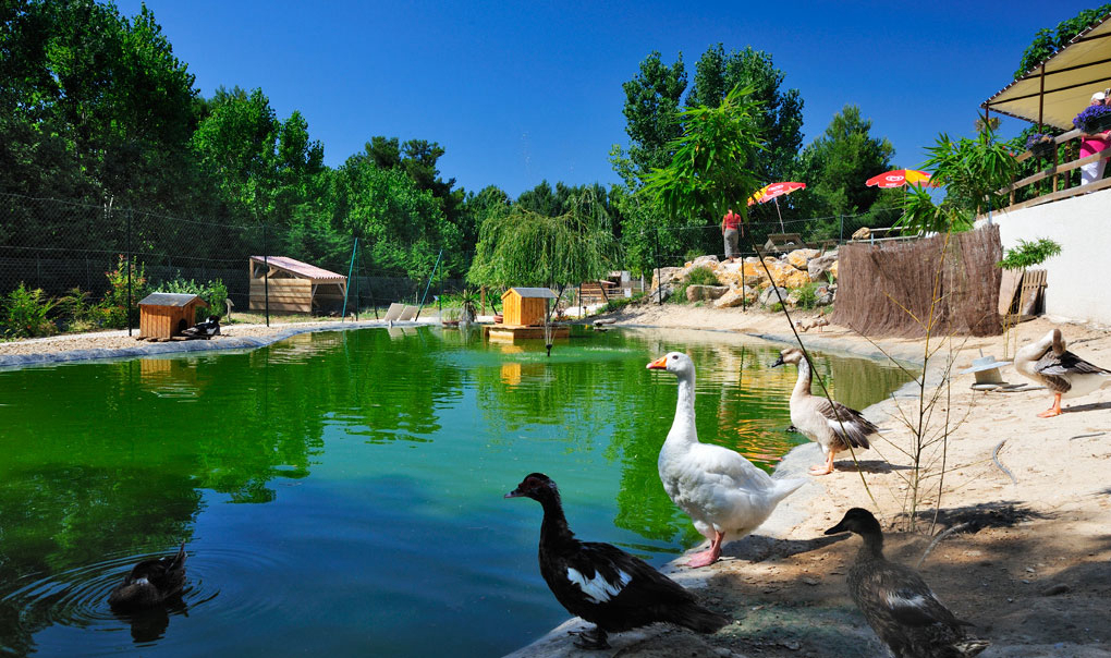 Le Domaine de la Yole Languedoc-Roussillon - Valras-Plage visuel 8/34