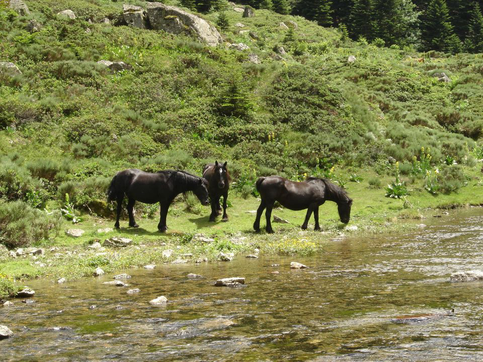 Le Malazéou Midi-Pyrénées - Ax-les-Thermes visuel 8/16 Le Malazéou Midi-Pyrénées - Ax-les-Thermes visuel 8/16