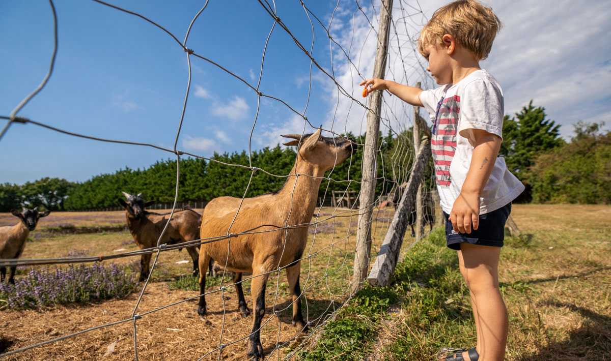 Les Brillas Das Loire-Gebiet - Les Moutiers en Retz visuel 7/16