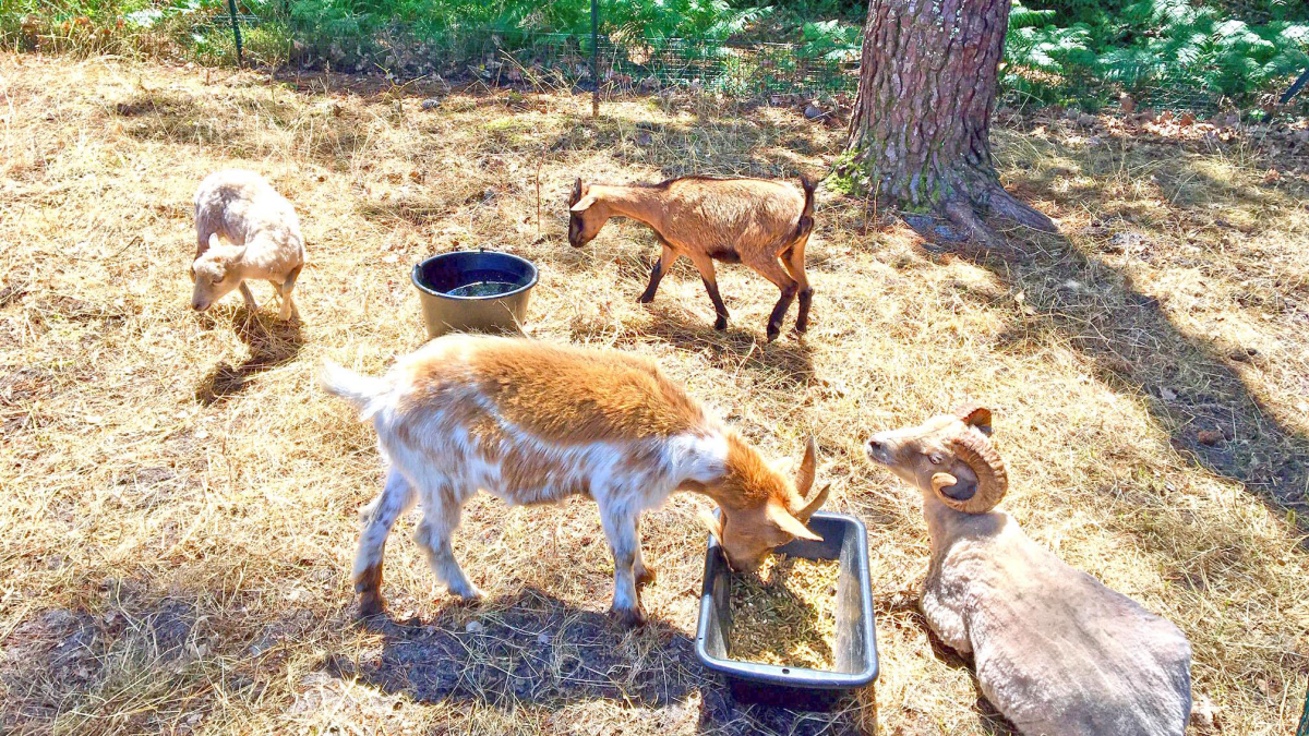 Lou Pignada Aquitanien - Messanges visuel 9/10 Lou Pignada Aquitanien - Messanges visuel 9/10