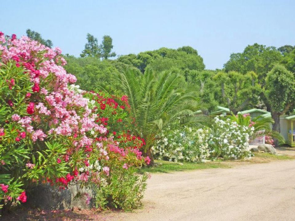 Pezza Cardo Korsika - Porto-Vecchio visuel 6/7