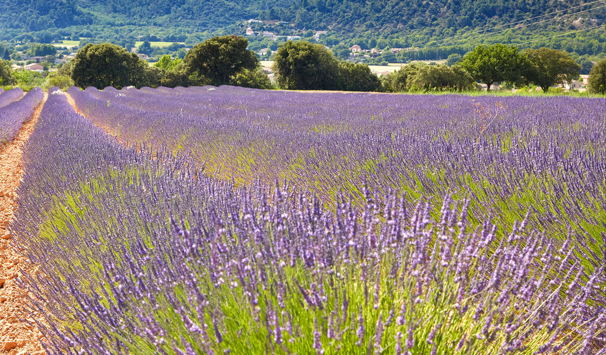 Verdon Parc Provence-Alpes-Côte d'Azur - Gréoux-les-Bains visuel 28/31 Verdon Parc Provence-Alpes-Côte d'Azur - Gréoux-les-Bains visuel 28/31